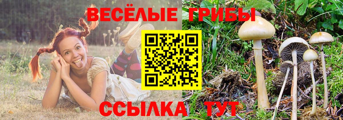 Галлюциногенные грибы MAGIC MUSHROOMS  Вход с VPN  Галлюциногенные грибы GOLDEN TEACHER  Комсомольск-на-Амуре 